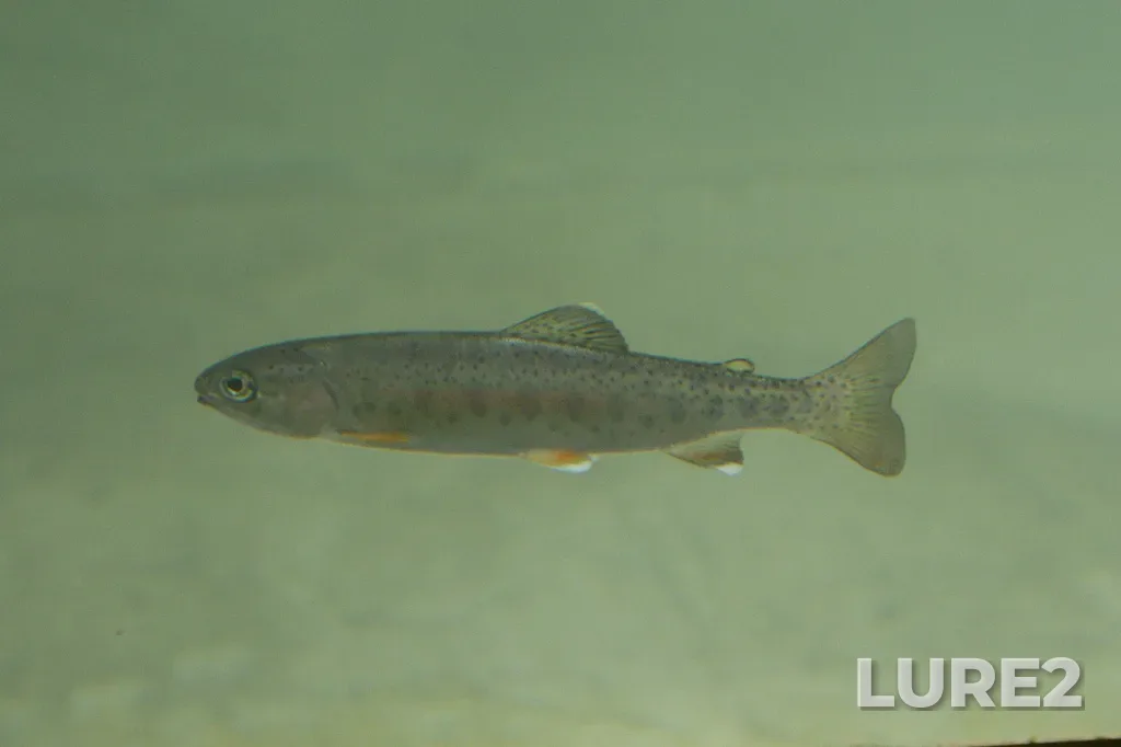 Rainbow trout — Yukon River, Aug 05, 2023, 3:02 PM