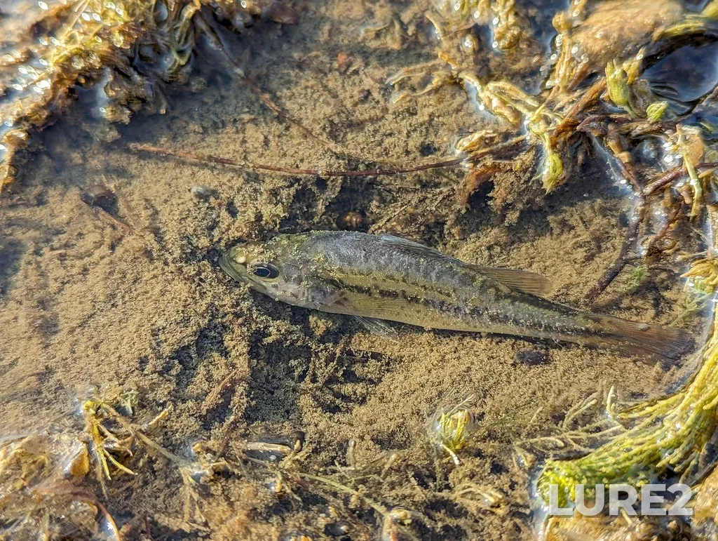 Largemouth bass — Lake Erie, Sep 22, 2023