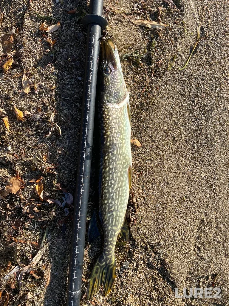 Pike — Lake Audy, Sep 30, 2023, 5:08 PM