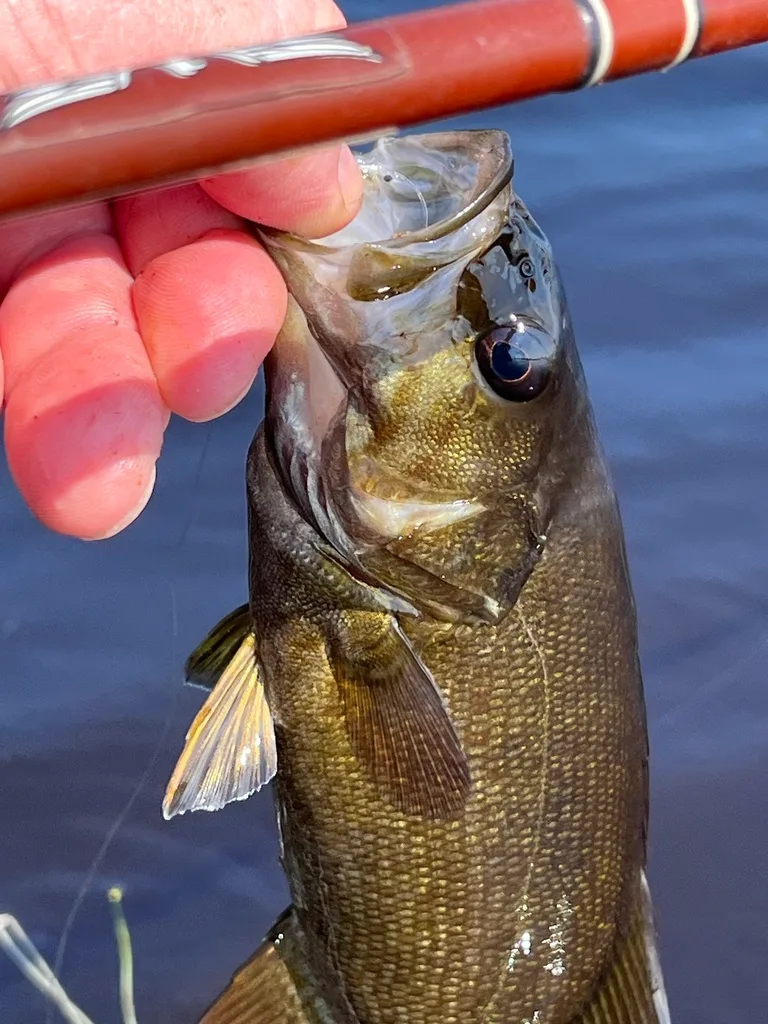 Smallmouth bass — Fancy Lake, Jul 14, 2023