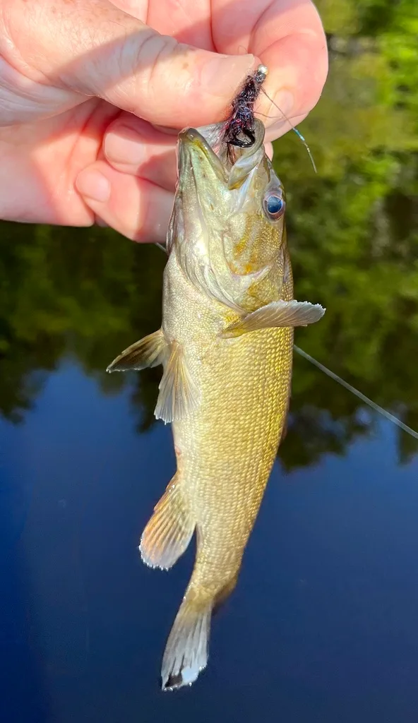Smallmouth bass — Fancy Lake, Jul 14, 2023