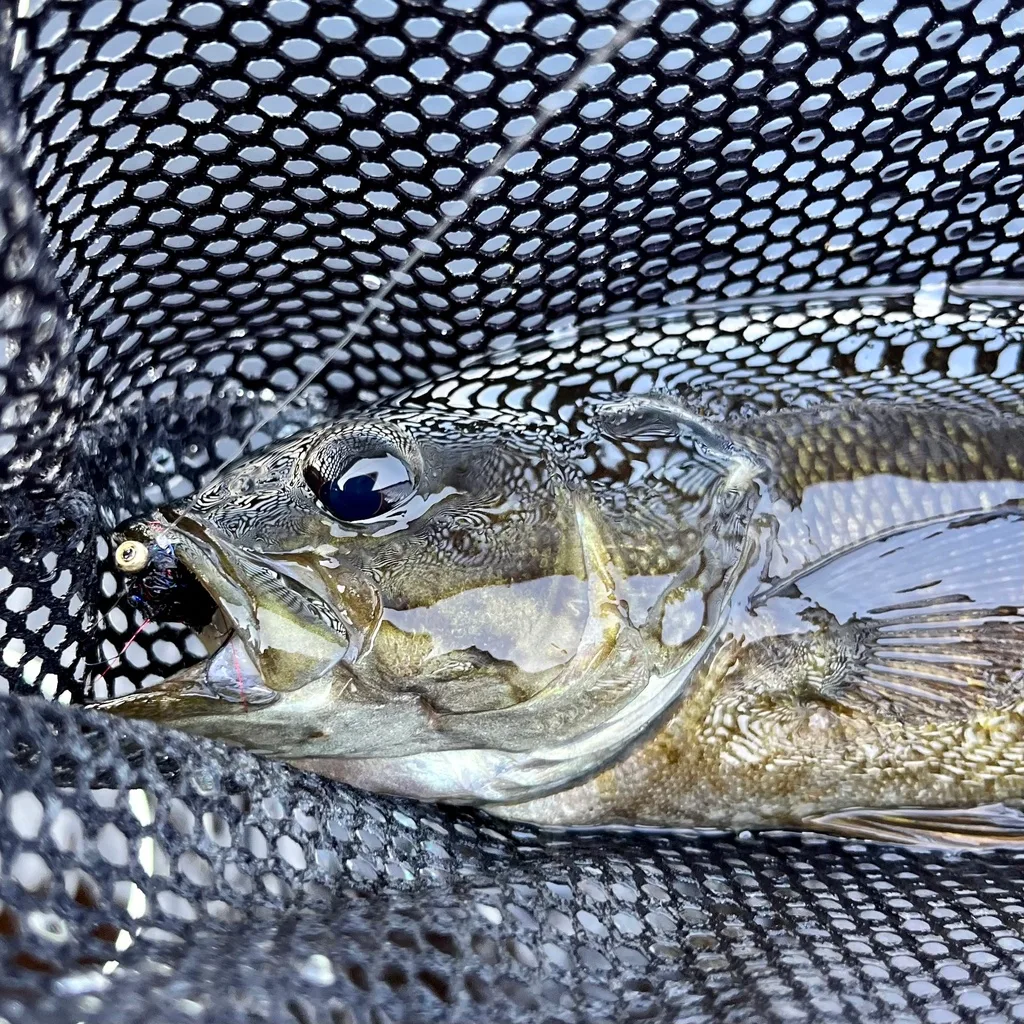 Smallmouth bass — Fancy Lake, Jul 13, 2023