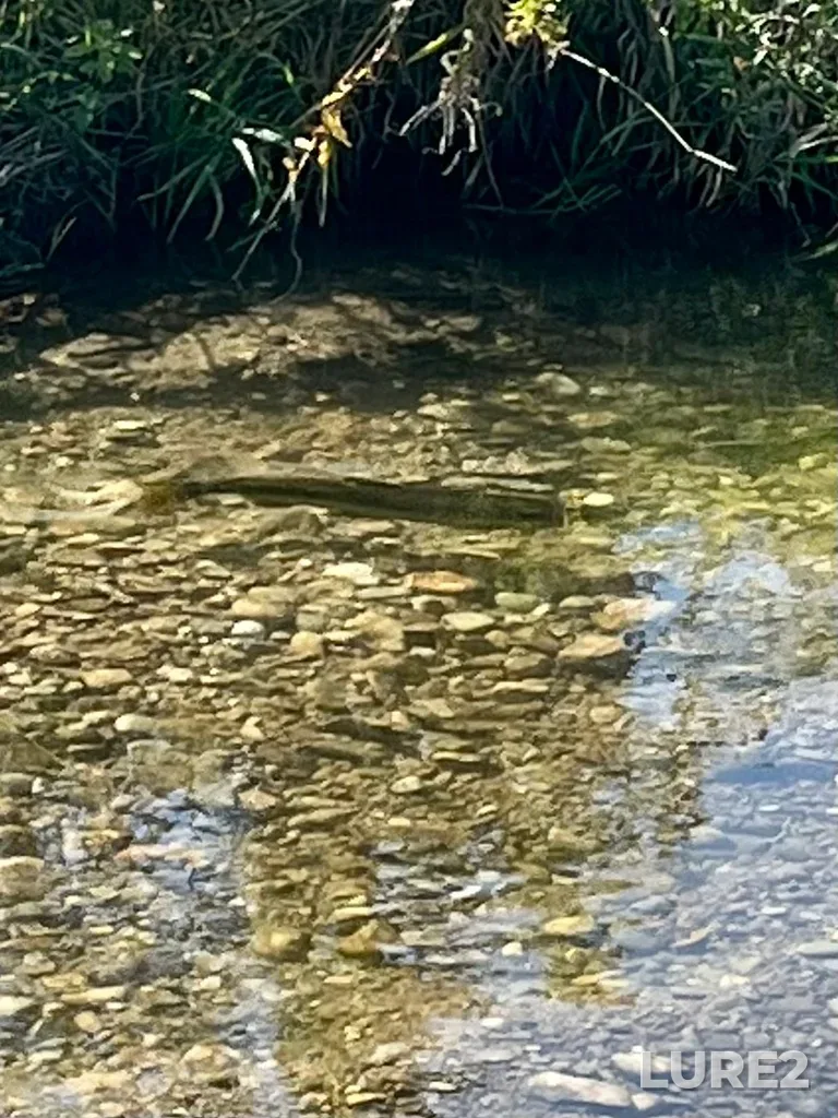 Chinook salmon — Nottawasaga River, Oct 03, 2023, 12:49 PM