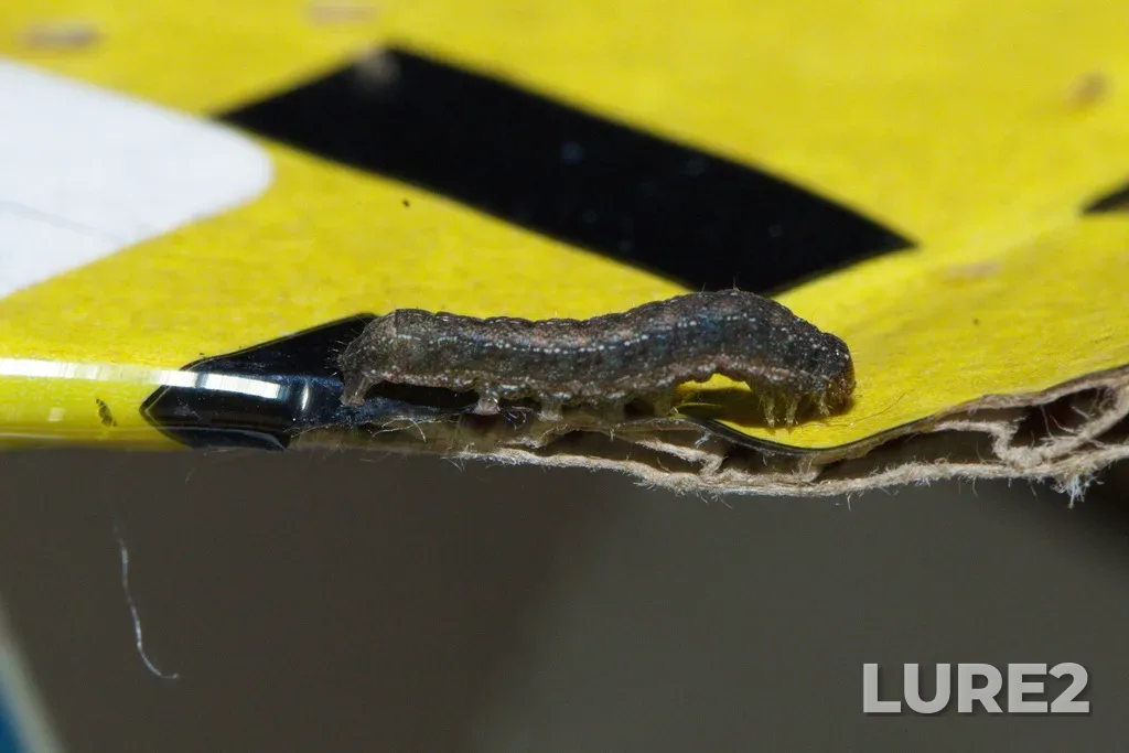Burbot — Kstovskiy r-n, Nizhegorodskaya obl., Rossiya, Sep 04, 2023, 11:02 PM