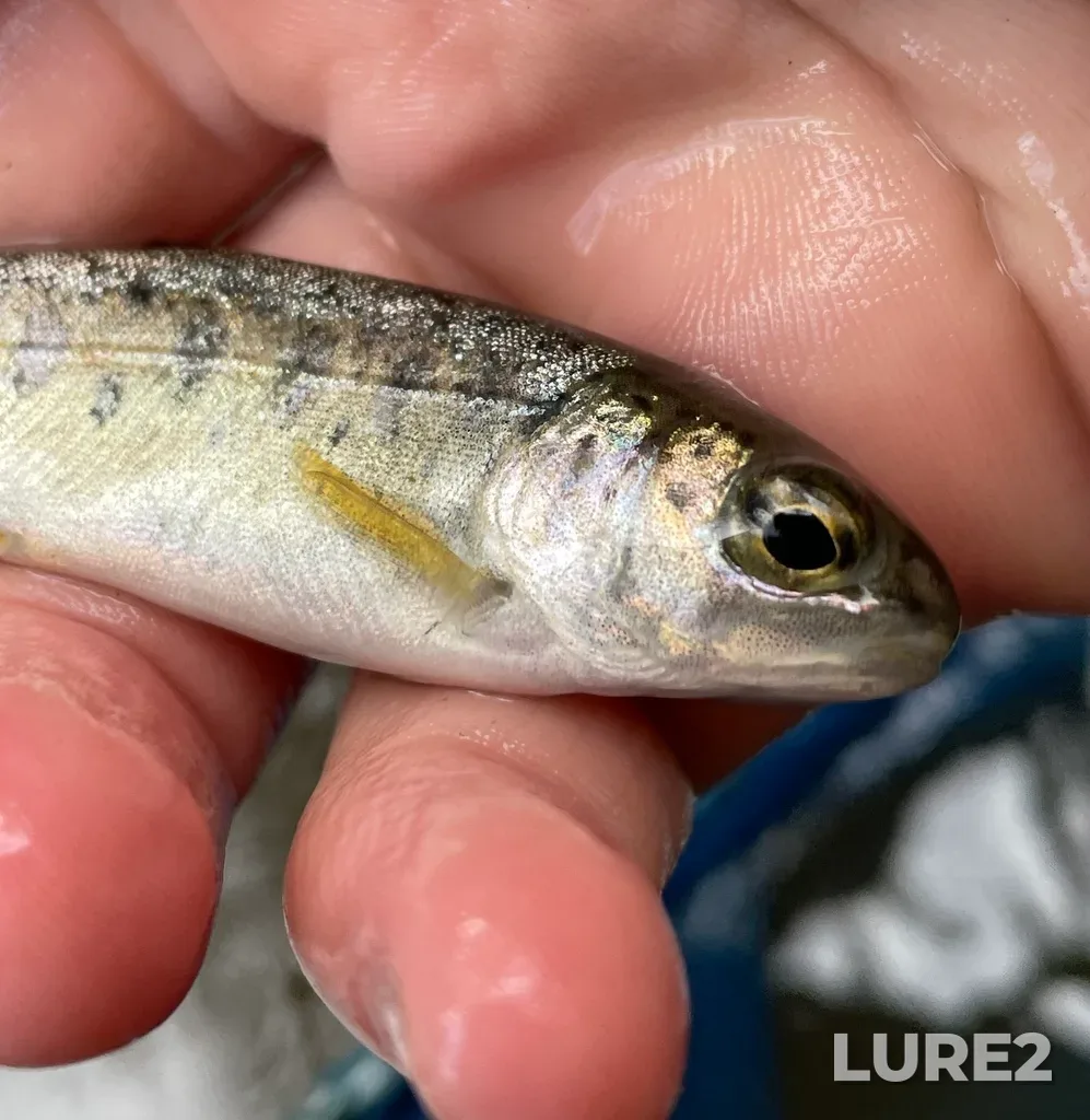 Rainbow trout — Fletchers Creek, Oct 01, 2023, 3:39 PM