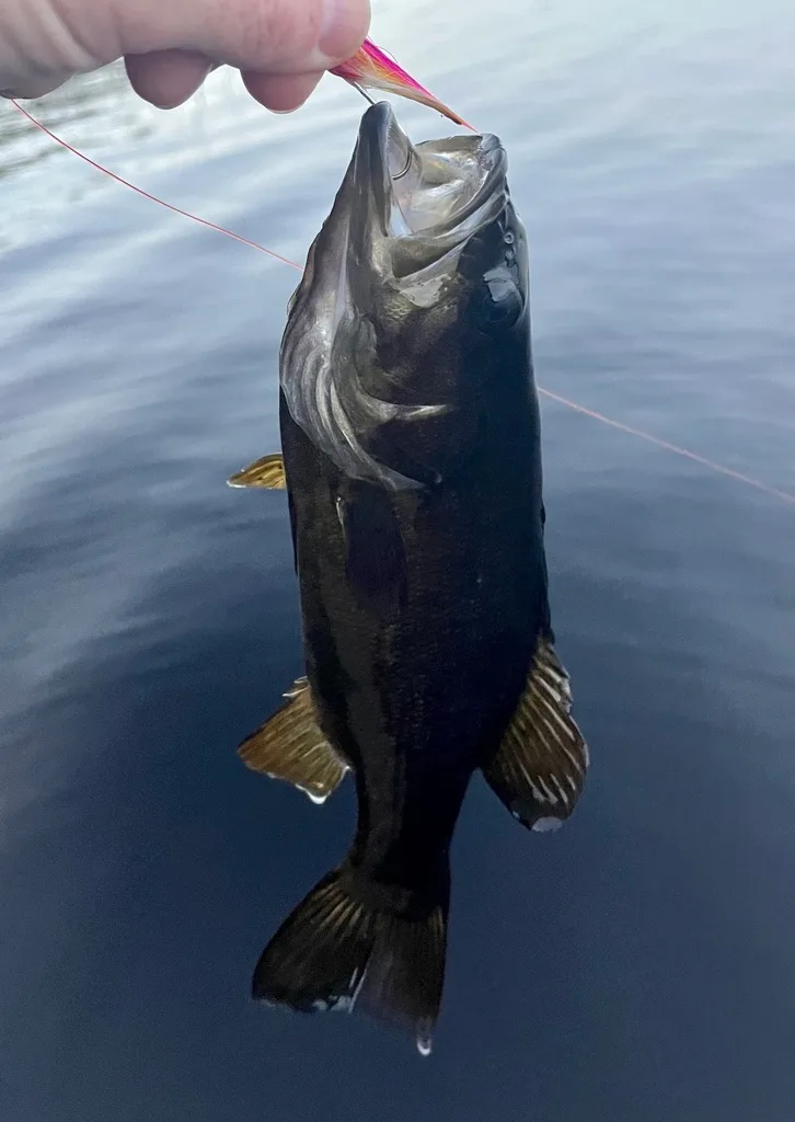 Smallmouth bass — Fancy Lake, Oct 6, 2023
