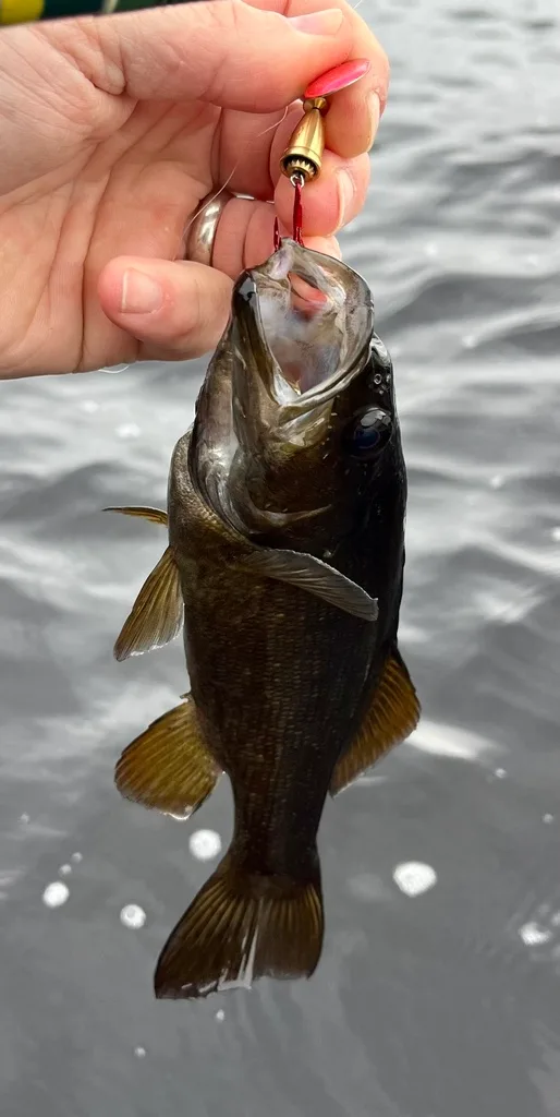 Smallmouth bass — Fancy Lake, Oct 7, 2023