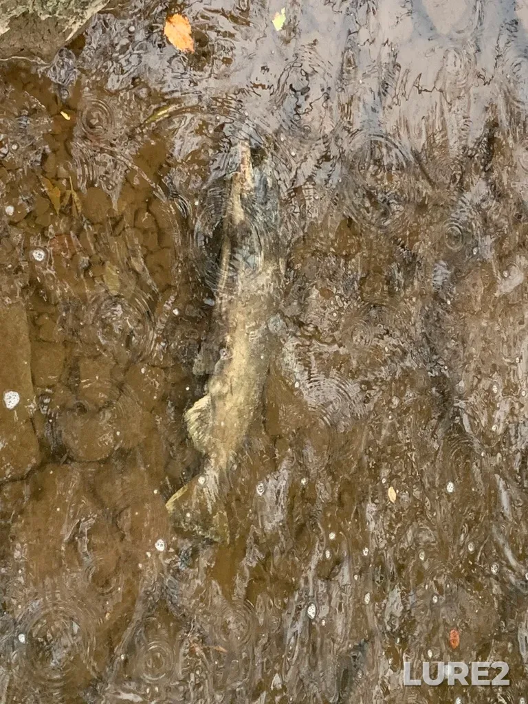 Chinook salmon — Solar Mountain Games, Oct 08, 2023, 4:19 PM
