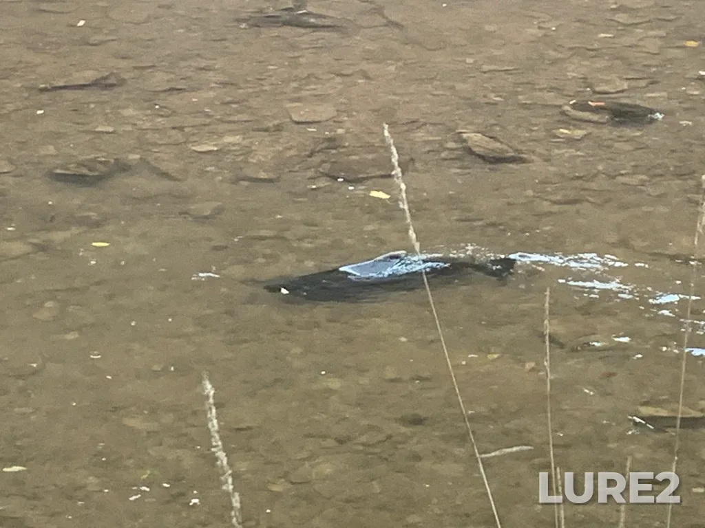 Chinook salmon — Solar Mountain Games, Oct 08, 2023, 4:12 PM