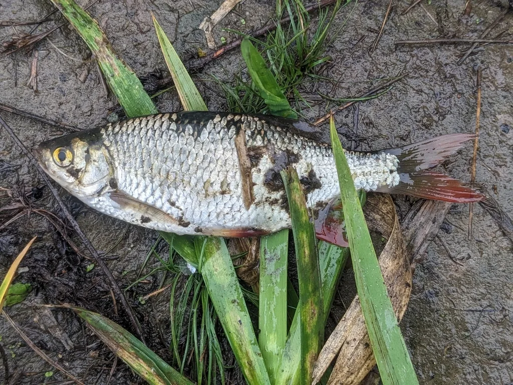 Rudd — Lake Jojo, Oct 8, 2023