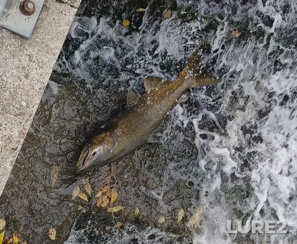 Chinook salmon — Humber River, Oct 09, 2023, 1:10 PM