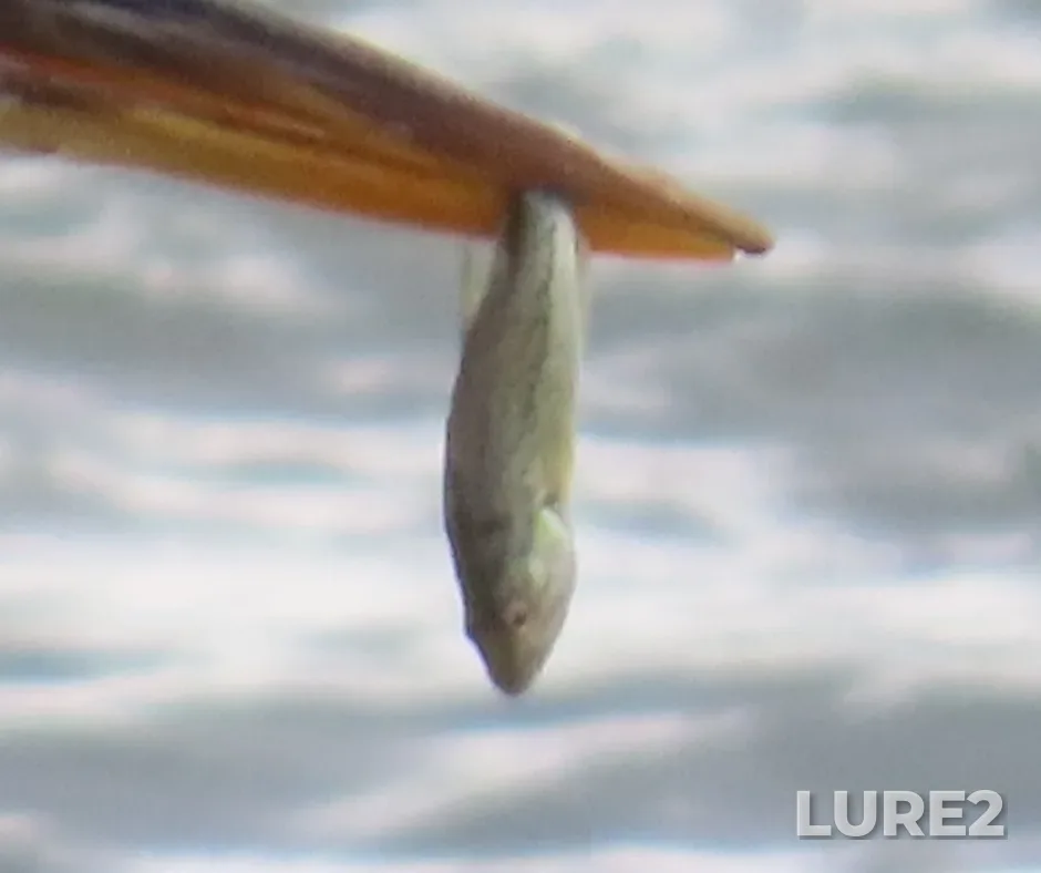 Largemouth bass — Rivière Delisle, Oct 08, 2023, 12:20 PM
