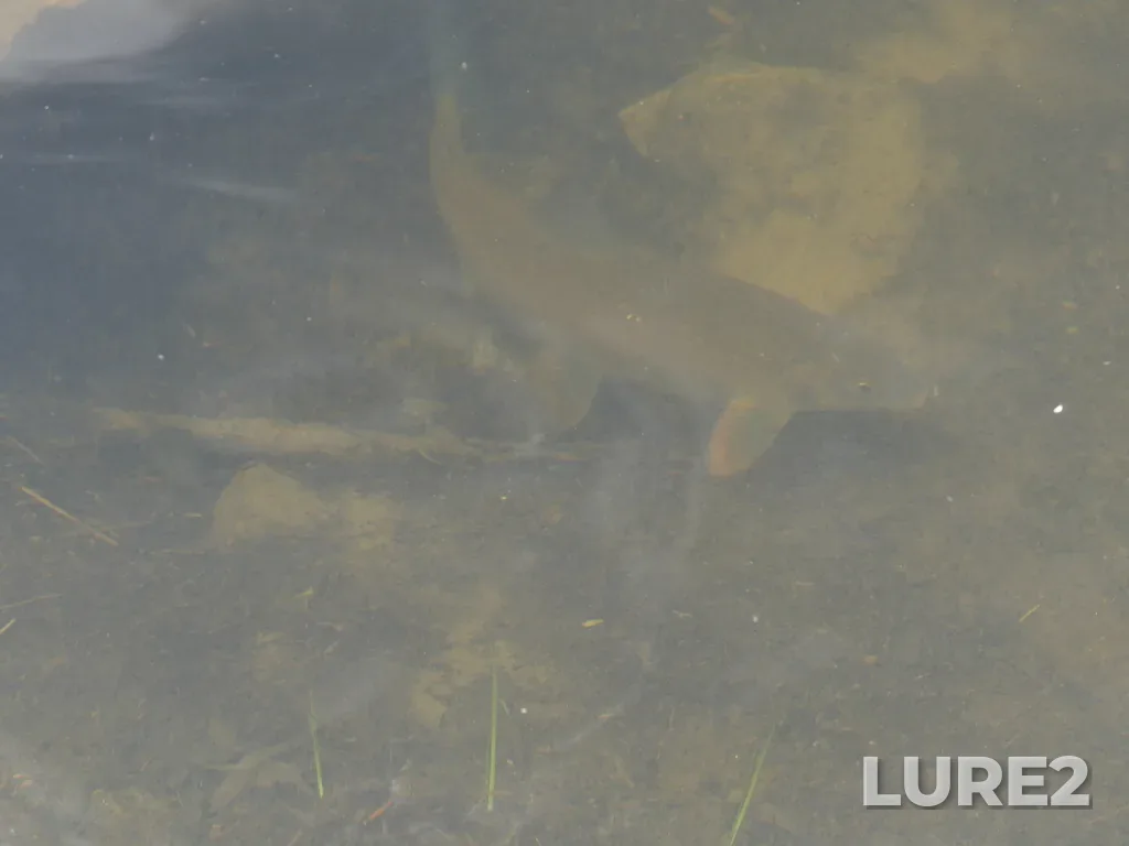 Mountain whitefish — Kettle River, Jun 08, 2023, 1:23 PM