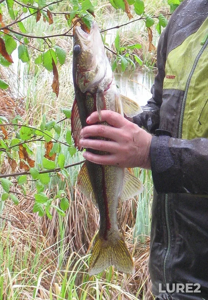 Walleye — Kinnaird Lake, May 23, 2010, 6:34 PM