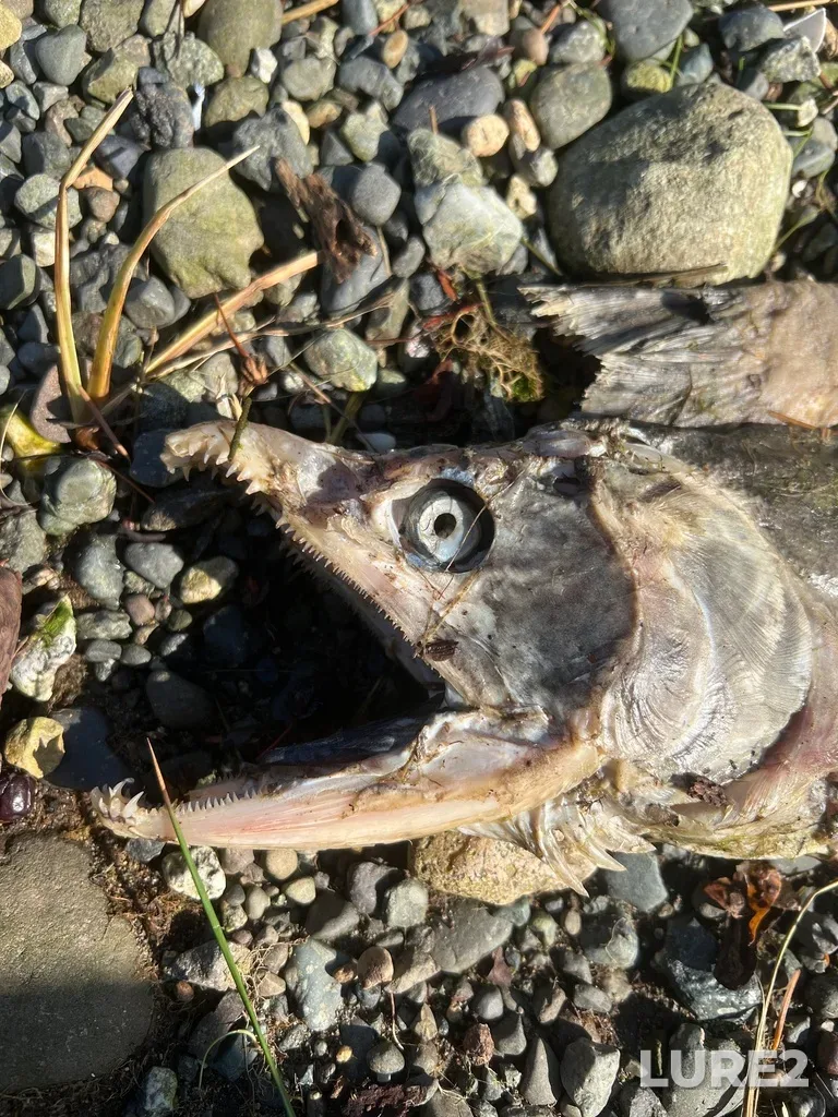 Pink salmon — Courtenay River, Oct 11, 2023, 11:15 AM