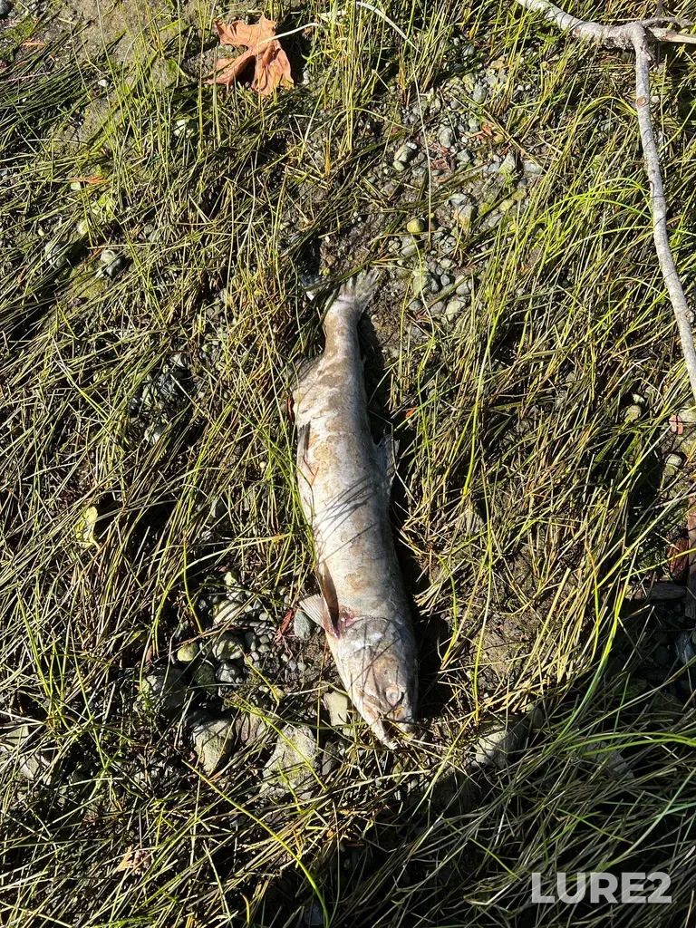 Pink salmon — Courtenay River, Oct 11, 2023, 11:27 AM