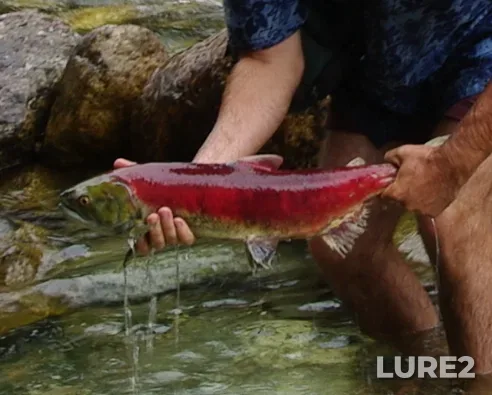Sockeye salmon — Illecillewaet River, Sep 04, 2010, 3:18 PM