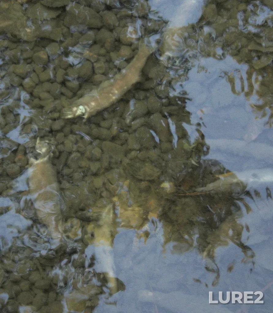 Rainbow trout — Mission Creek, Oct 03, 2023, 4:53 PM
