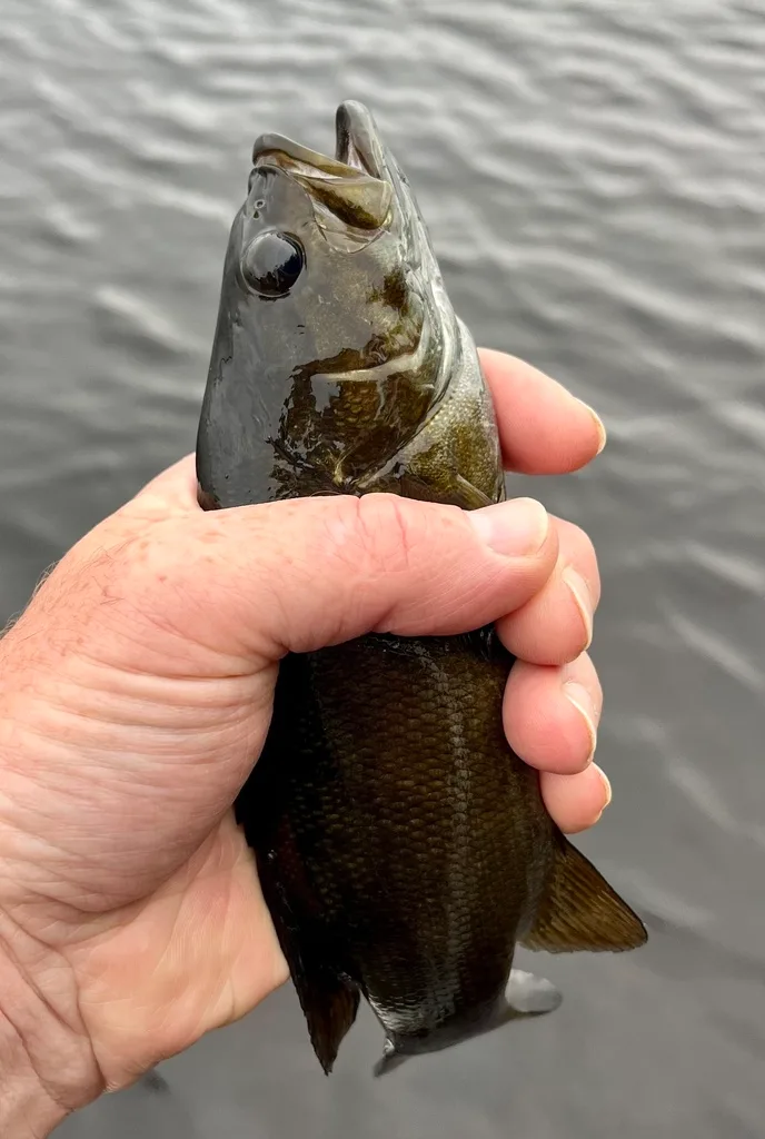 Smallmouth bass — Fancy Lake, Oct 8, 2023