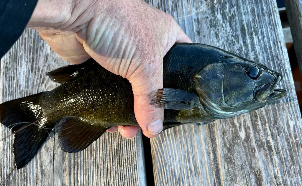 Smallmouth bass — Fancy Lake, Oct 8, 2023