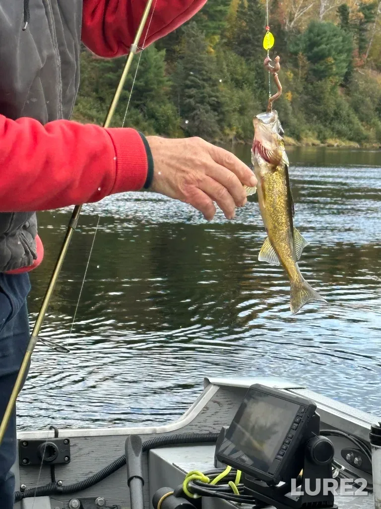 Walleye — Mississagi River, Oct 13, 2023, 4:01 PM