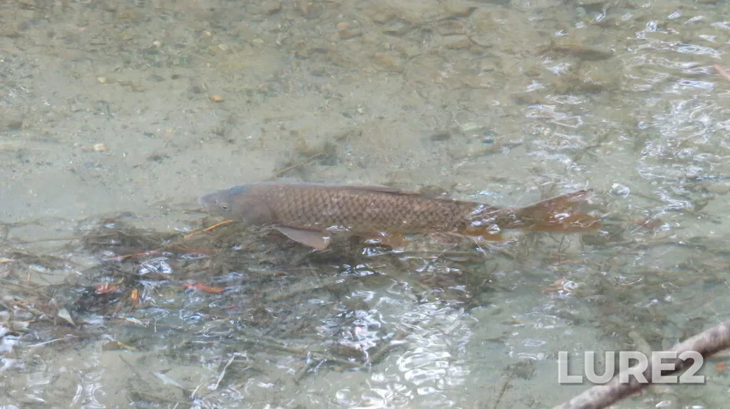 Carp — Kalamalka Lake, Oct 14, 2023, 2:53 PM