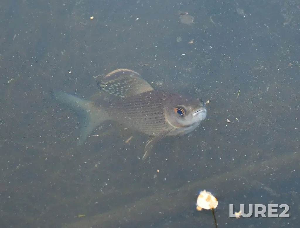 Grayling — Mayo River, Oct 13, 2023, 1:54 PM