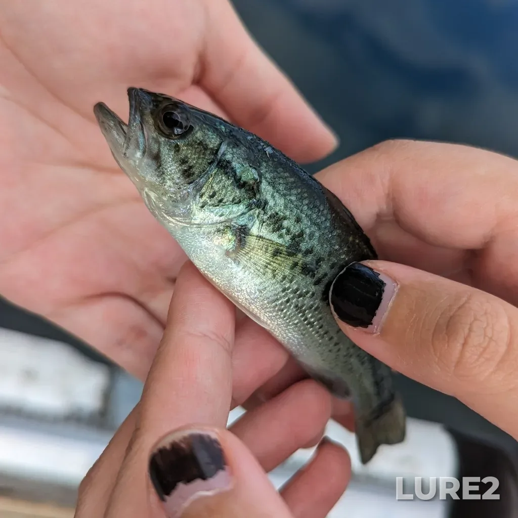 Largemouth bass — Elk Lake, Oct 16, 2023, 1:22 PM
