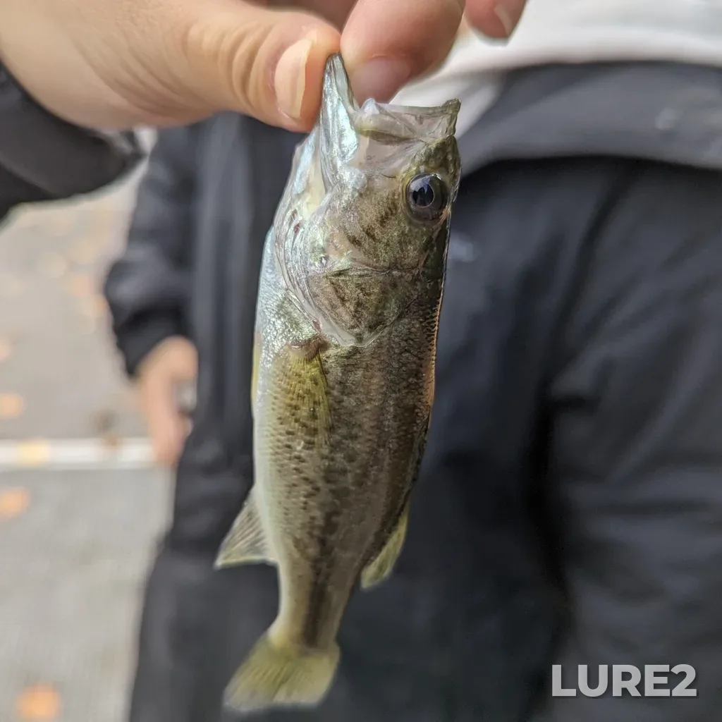 Largemouth bass — Elk Lake, Oct 16, 2023, 3:08 PM