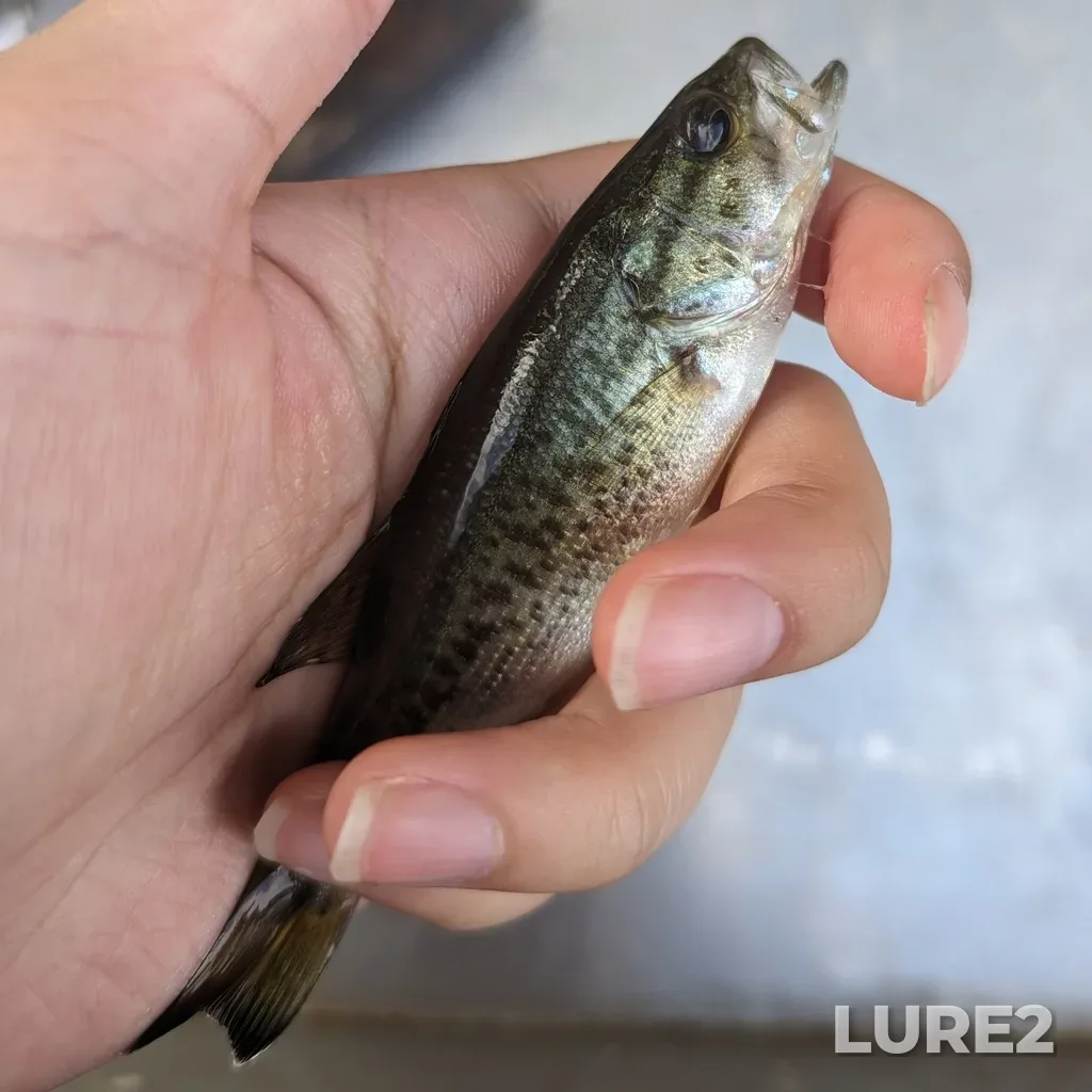 Largemouth bass — Elk Lake, Oct 16, 2023, 3:15 PM