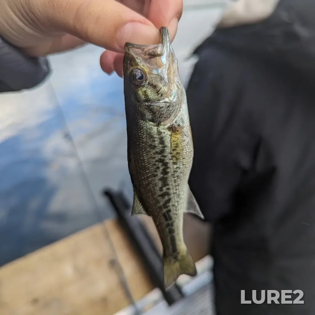 Largemouth bass — Elk Lake, Oct 16, 2023, 3:23 PM