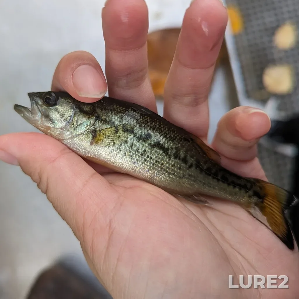 Largemouth bass — Elk Lake, Oct 16, 2023, 3:27 PM