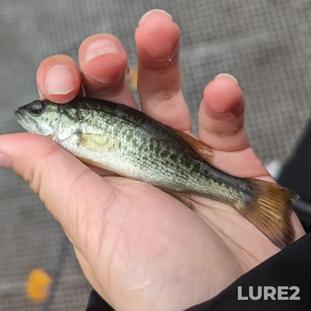 Largemouth bass — Elk Lake, Oct 16, 2023, 4:27 PM