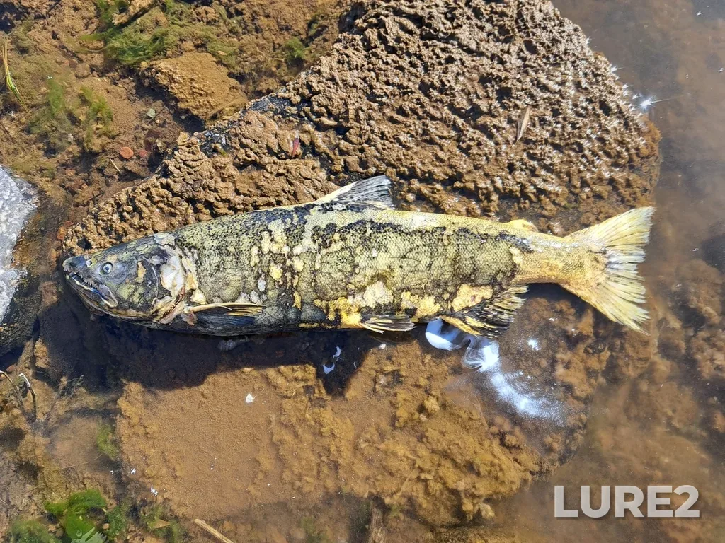 Chinook salmon — Saint Mary's Falls, Oct 21, 2023, 2:06 PM