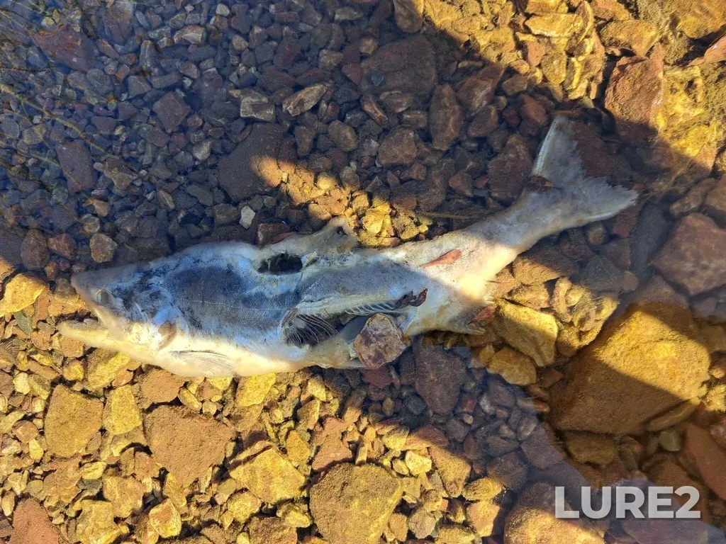 Pink salmon — Saint Mary's Falls, Oct 21, 2023
