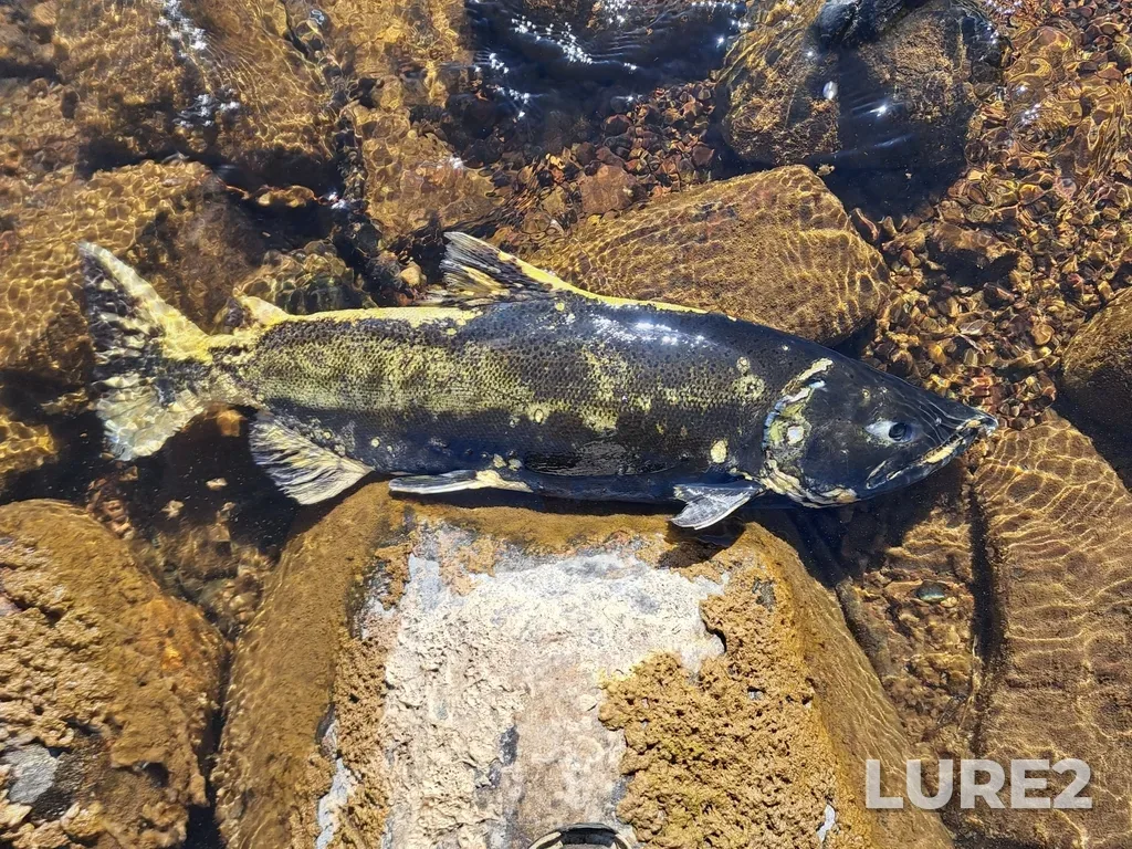 Chinook salmon — Saint Mary's Falls, Oct 21, 2023