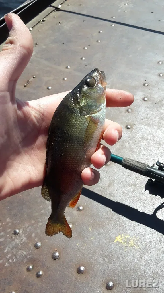Perch — Velikaya, May 30, 2017, 1:58 PM