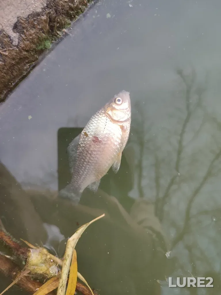 Crucian carp — Volgograd, Volgogradskaya obl., Rossiya, 400062, Oct 25, 2023, 3:32 PM