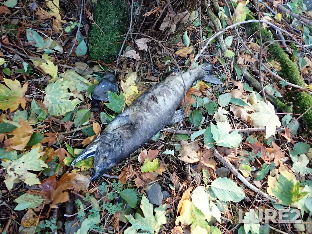 Chum salmon — Finlayson Arm, Oct 25, 2023, 2:24 PM