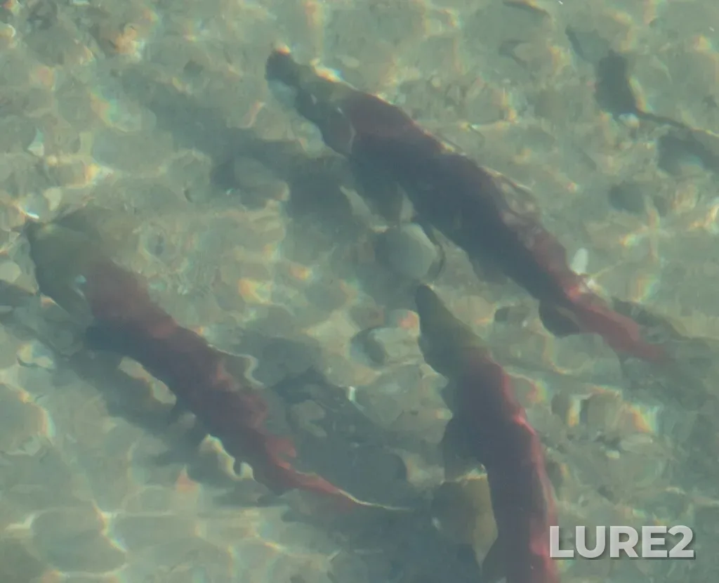 Sockeye salmon — Okanogan River, Oct 28, 2023, 10:05 AM