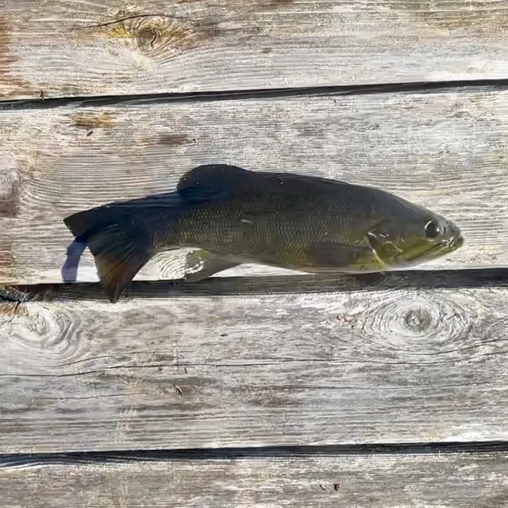 Smallmouth bass — Fancy Lake, Oct 28, 2023