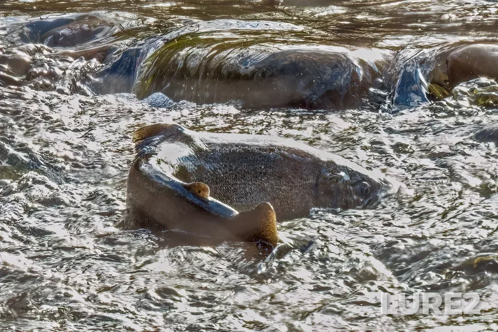 Chinook salmon — Forty Mile Creek, Oct 31, 2023, 2:32 PM
