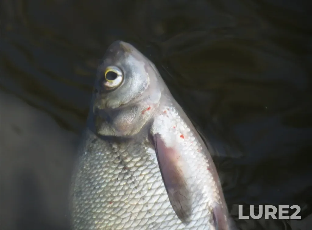 Bream — Nizhne-Isetskoye, Oct 27, 2023, 2:58 PM