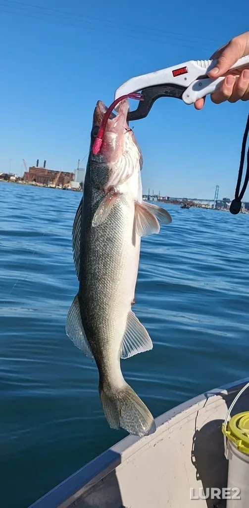 Walleye — Rouge River Old Channel, Nov 11, 2023, 11:29 AM
