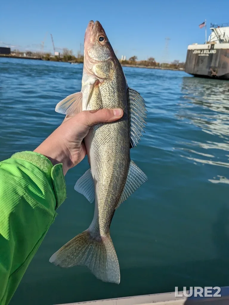 Walleye — Rouge River Old Channel, Nov 11, 2023, 11:58 AM