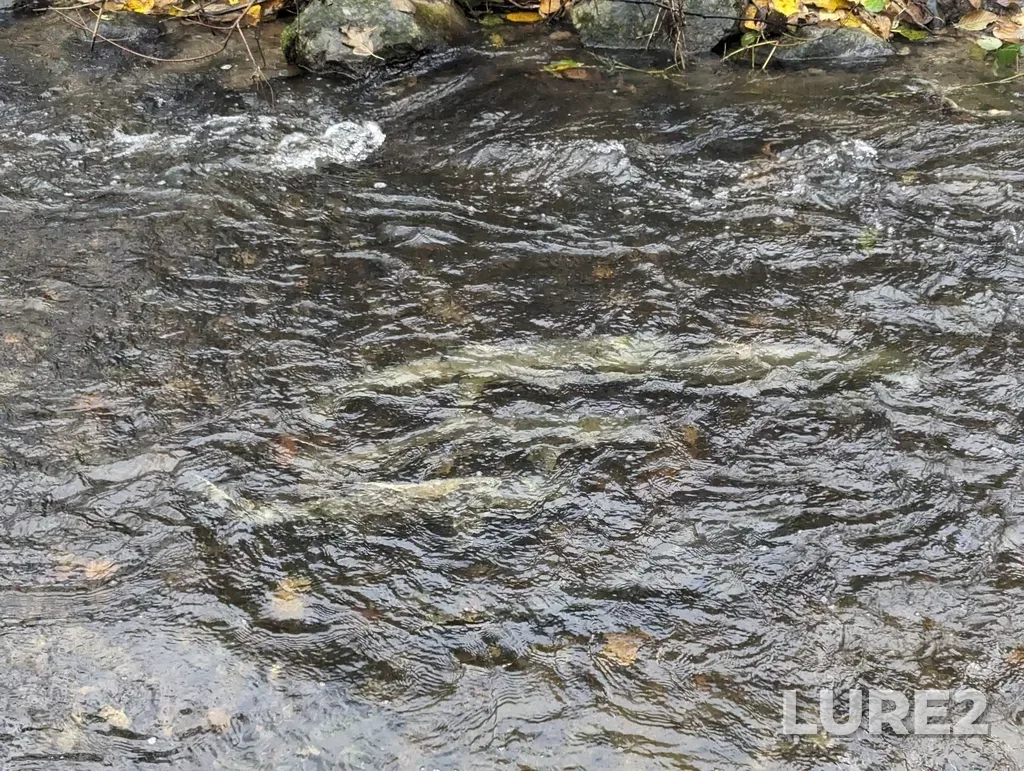 Chum salmon — Vedder River, Nov 11, 2023, 11:11 AM