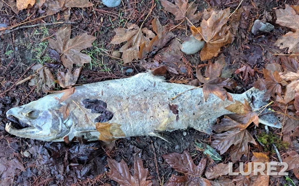 Chum salmon — Qualicum River, Nov 16, 2023, 10:56 AM
