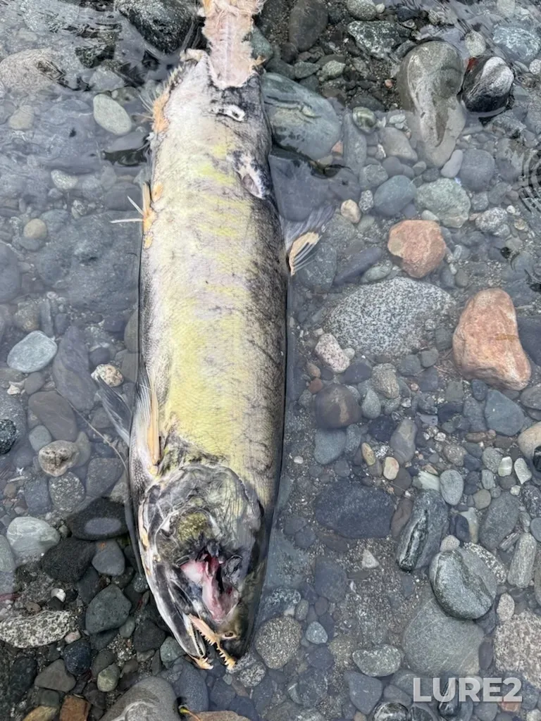 Chum salmon — Chemainus River, Nov 18, 2023, 1:00 PM