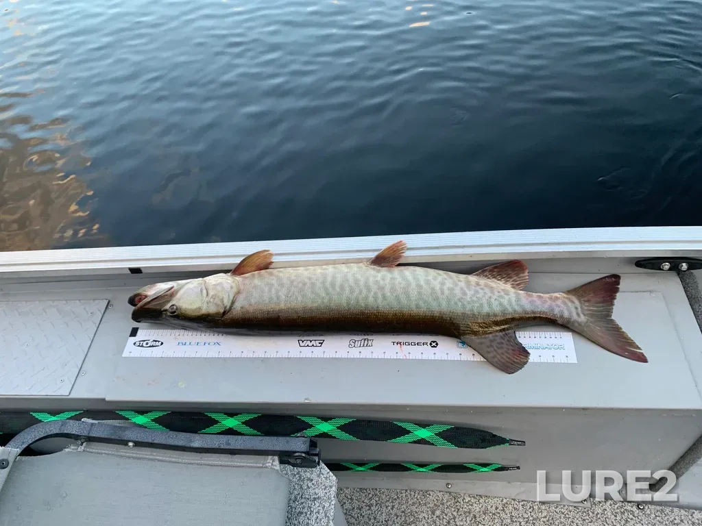 Muskellunge — Mississagi River, Nov 18, 2023, 4:28 PM