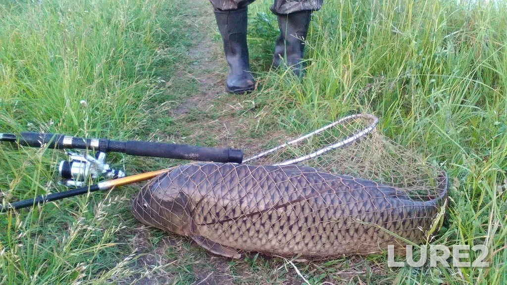 Carp — Otstoyniki, Jun 11, 2016, 1:52 PM